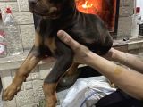 Acil Estetikli Blue Kızıl Siyah King Dobermanlar 2 Aylık