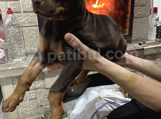 Acil Estetikli Blue Kızıl Siyah King Dobermanlar 2 Aylık görsel