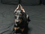 Acil Estetikli Blue Kızıl Siyah King Dobermanlar 2 Aylık