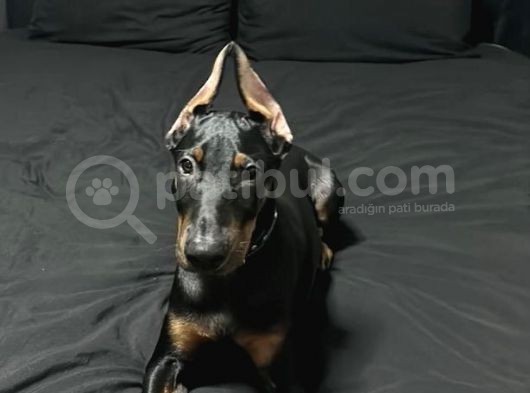 Acil Estetikli Blue Kızıl Siyah King Dobermanlar 2 Aylık görsel