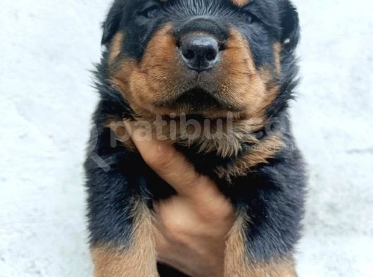 Scrli Dişi Ve Erkek Acil Rottweiler görsel