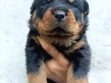 Scrli Dişi Ve Erkek Acil Rottweiler