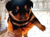 Scrli Dişi Ve Erkek Acil Rottweiler