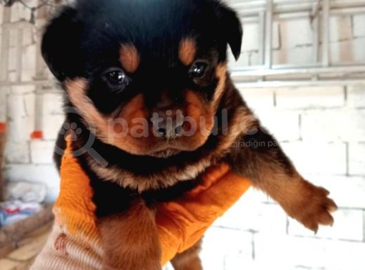 Scrli Dişi Ve Erkek Acil Rottweiler görsel