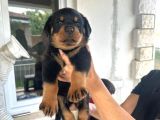 SCRli Dişi ve erkek acil Rottweiler