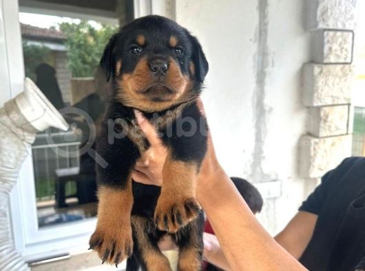 Scrli Dişi Ve Erkek Acil Rottweiler