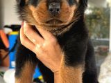 SCRli Dişi ve erkek acil Rottweiler