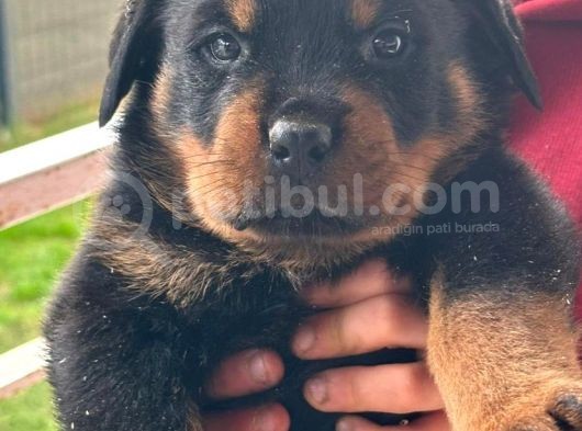 Scrli Dişi Ve Erkek Acil Rottweiler görsel