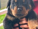 Scrli Dişi Ve Erkek Acil Rottweiler