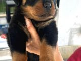 Scrli Dişi Ve Erkek Acil Rottweiler