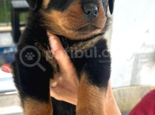 Scrli Dişi Ve Erkek Acil Rottweiler görsel