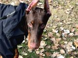 Show Kali̇te En Asi̇l Doberman 