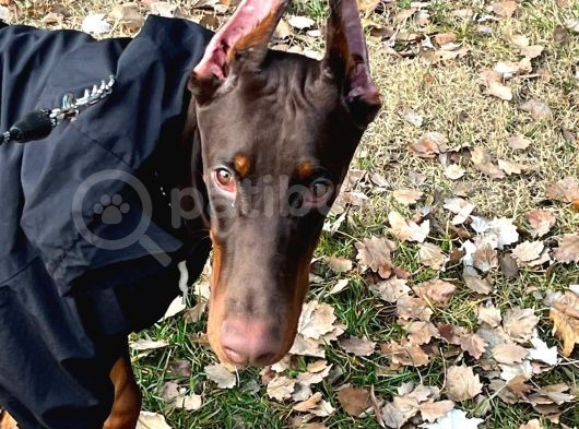 Show Kali̇te En Asi̇l Doberman  görsel