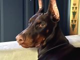 Show Kali̇te En Asi̇l Doberman 