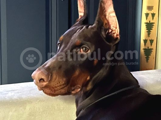 Show Kali̇te En Asi̇l Doberman  görsel