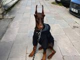 Show Kali̇te En Asi̇l Doberman 