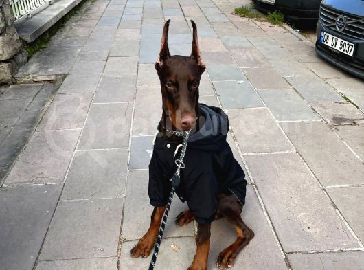 sHOW KALİTE EN ASİL DOBERMAN 