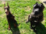 Show Kali̇te En Asi̇l Doberman 