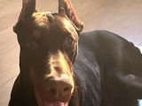Show Kali̇te En Asi̇l Doberman 