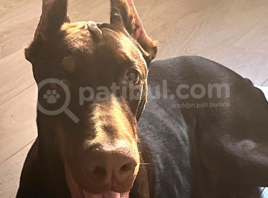 Show Kali̇te En Asi̇l Doberman  görsel