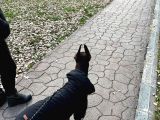 Show Kali̇te En Asi̇l Doberman 