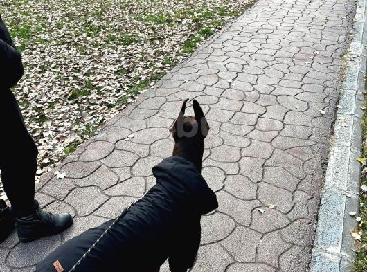 Show Kali̇te En Asi̇l Doberman  görsel