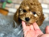 En Sevi̇mli̇ Di̇şi̇ Toy Poodle Yavrusu