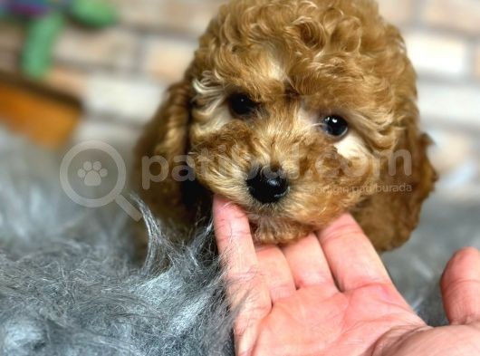 En Sevi̇mli̇ Di̇şi̇ Toy Poodle Yavrusu görsel