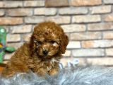 EN SEVİMLİ DİŞİ TOY POODLE YAVRUSU