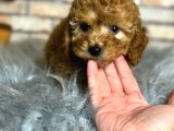 En Sevi̇mli̇ Di̇şi̇ Toy Poodle Yavrusu