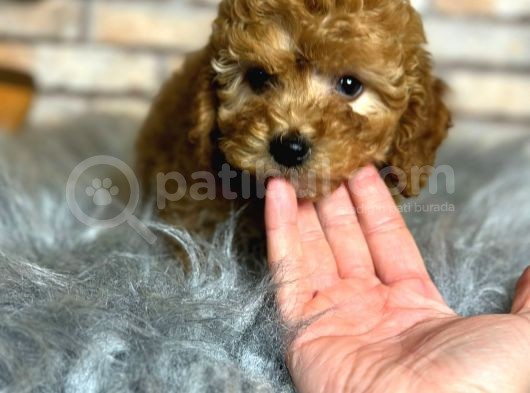En Sevi̇mli̇ Di̇şi̇ Toy Poodle Yavrusu görsel