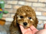 En Sevi̇mli̇ Di̇şi̇ Toy Poodle Yavrusu