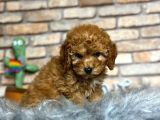 En Sevi̇mli̇ Di̇şi̇ Toy Poodle Yavrusu