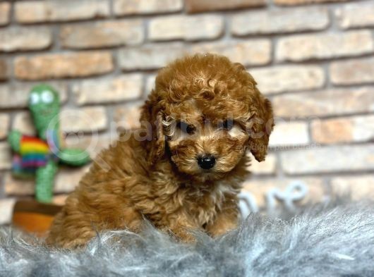 En Sevi̇mli̇ Di̇şi̇ Toy Poodle Yavrusu görsel