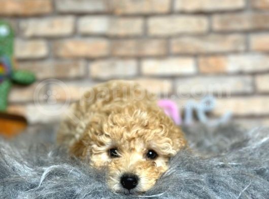 En Oyuncu Ve Sağlikli Erkek Toy Poodle Yavrusu görsel