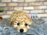 EN OYUNCU VE SAĞLIKLI ERKEK TOY POODLE YAVRUSU