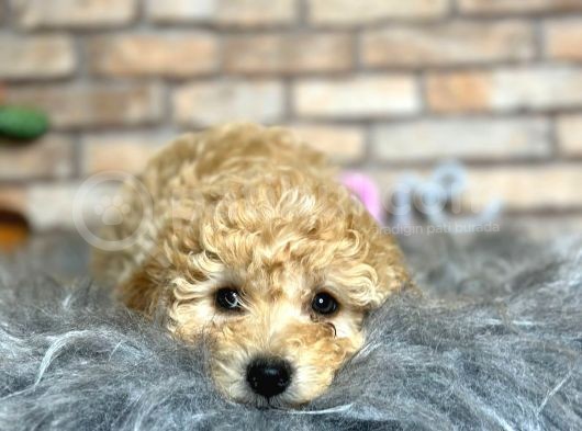 En Oyuncu Ve Sağlikli Erkek Toy Poodle Yavrusu