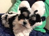 Gerçek Mini Morkie Yavrular