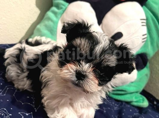 Gerçek mini morkie yavrular