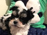 Gerçek Mini Morkie Yavrular