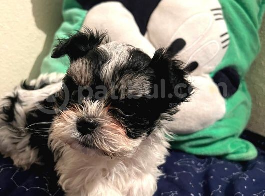 Gerçek Mini Morkie Yavrular görsel