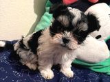 Gerçek Mini Morkie Yavrular