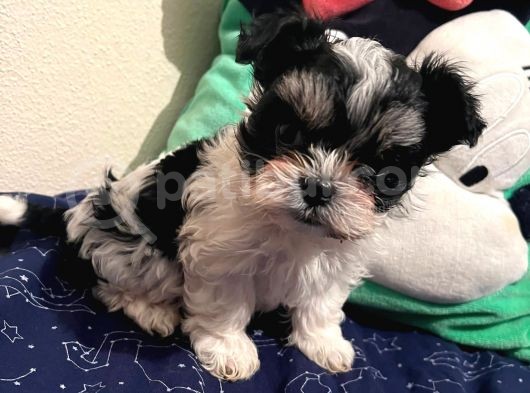 Gerçek Mini Morkie Yavrular görsel