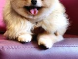 2 Yaşına Yakın Üst Kalite Erkek Izmir 