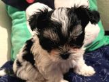 Gerçek Mini Morkie Yavrular