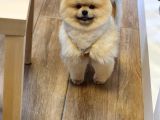11 Aylık Erkek Pomeranian Izmir 