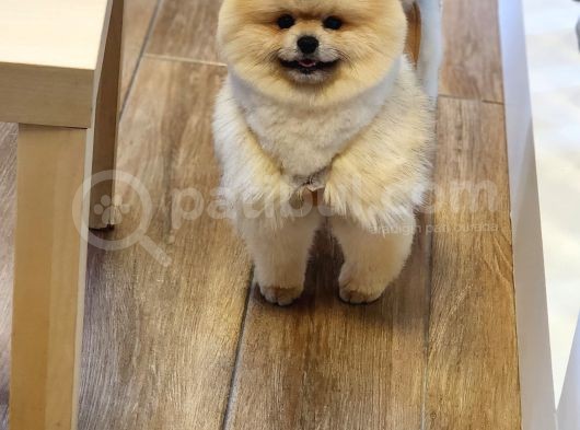 11 Aylık Erkek Pomeranian Izmir  görsel