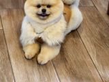 11 Aylık Erkek pomeranian izmir 