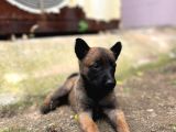 Asalet Kandan Gelir