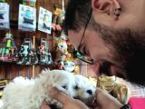 Bembeyaz Maltese Terri̇er 0 Numara